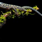 Les lézards énigmatiques ont survécu près de l'impact des astéroïdes de Chicxulub