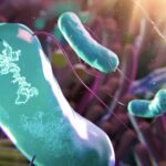 Les microbes génétiquement sur mesure pourraient modifier nos microbiomes