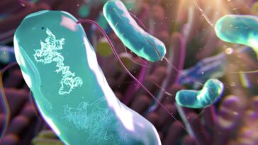 Les microbes génétiquement sur mesure pourraient modifier nos microbiomes