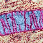 Les mitochondries de notre cerveau peuvent jouer un rôle crucial dans l'apparition du sommeil