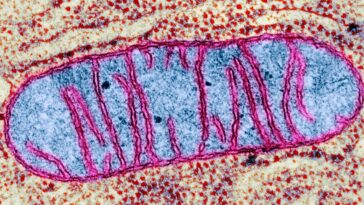 Les mitochondries de notre cerveau peuvent jouer un rôle crucial dans l'apparition du sommeil