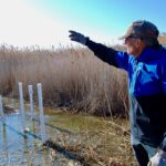 Les monticules couverts de roseaux mystérieux révèlent un vaste réseau d'eau souterrain à Great Salt Lake