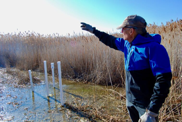 Les monticules couverts de roseaux mystérieux révèlent un vaste réseau d'eau souterrain à Great Salt Lake