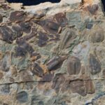 Les nouveaux fossiles du point de basculement du climat d'extinction la plus célèbre de la Terre ont été croisés