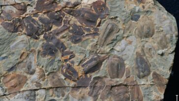 Les nouveaux fossiles du point de basculement du climat d'extinction la plus célèbre de la Terre ont été croisés