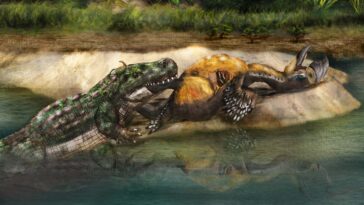 Artists impression of encounter between caiman and terror bird