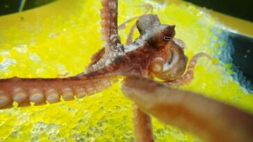 Les poulpes tombent dans l'illusion de la main du caoutchouc comme nous