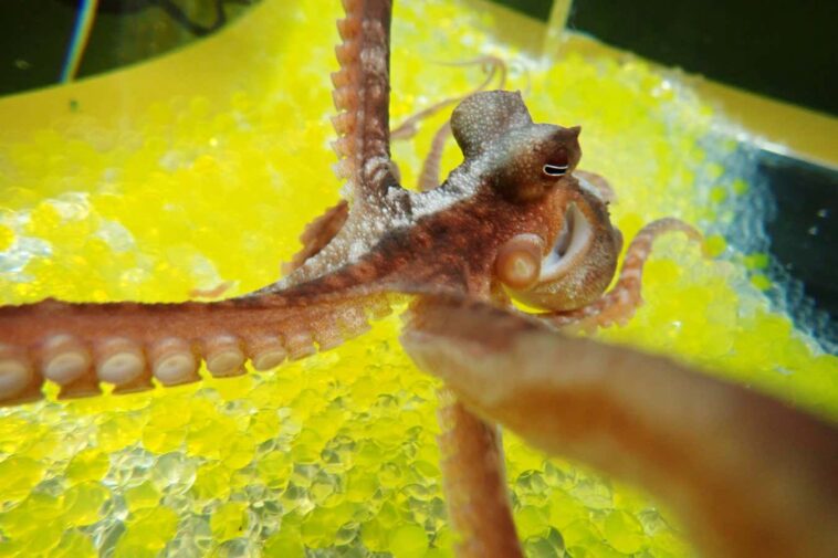 Les poulpes tombent dans l'illusion de la main du caoutchouc comme nous