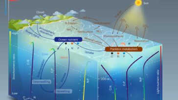 Les ratios nutritifs océaniques changent, contestant le modèle de ratio rouge de longue date