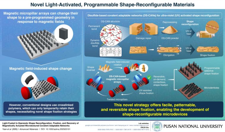 Les réseaux de disulfure et la lumière UV permettent un contrôle de forme permanent dans les matériaux magnétiques