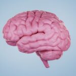 Les signatures de protéines peuvent un jour séparer les maladies du cerveau avant les symptômes