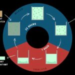 Les systèmes à base d'algues améliorent le recyclage des eaux usées pour les communautés rurales et régionales