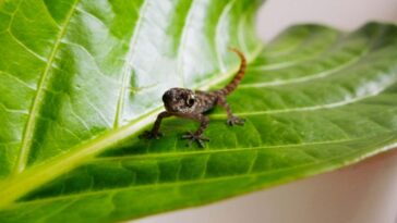 Minuscule gecko insaisissable redécouvert sur l'une des îles Galapagos