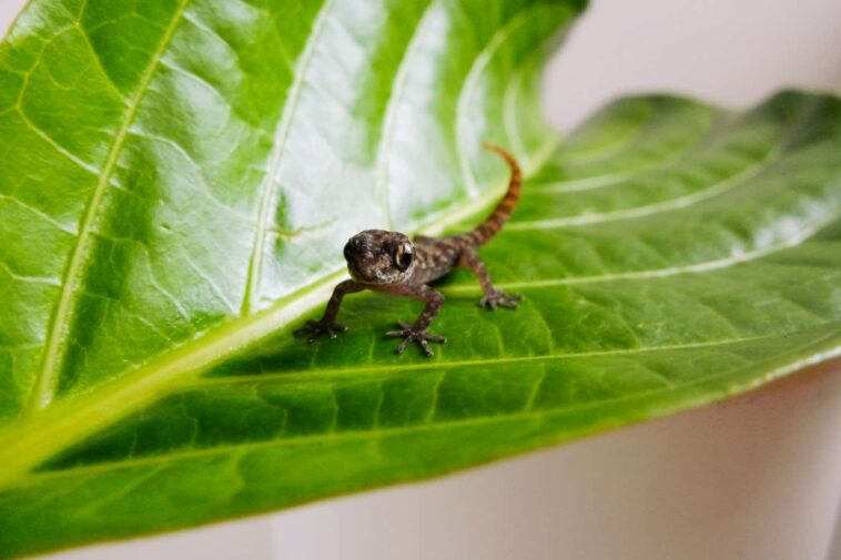 Minuscule gecko insaisissable redécouvert sur l'une des îles Galapagos