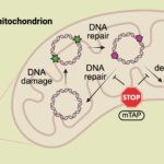 Nouvelle molécule boucliers L'ADN mitochondrial de la dégradation induite par le stress