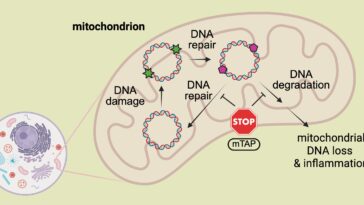 Nouvelle molécule boucliers L'ADN mitochondrial de la dégradation induite par le stress