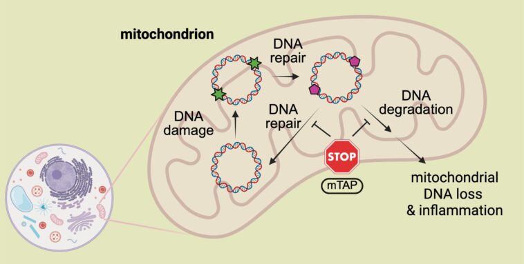 Nouvelle molécule boucliers L'ADN mitochondrial de la dégradation induite par le stress Nouvelle molécule boucliers L'ADN mitochondrial de la dégradation induite par le stress