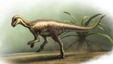 Petit dinosaure rapide et rapide reconnu comme une nouvelle espèce