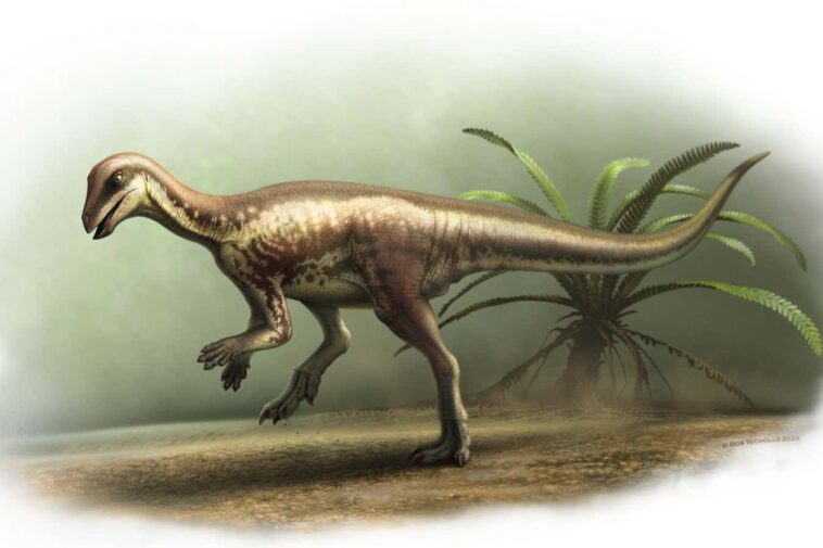 Petit dinosaure rapide et rapide reconnu comme une nouvelle espèce