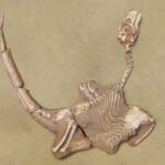 Petit dinosaure trapu lié à Velociraptor nommé de nouvelles espèces