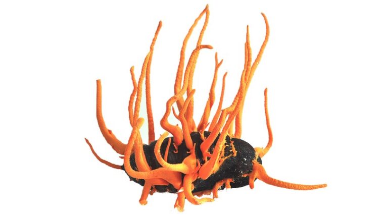 Pourquoi ces chenilles zombies ne peuvent pas arrêter de manger