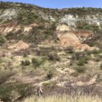 Protéines les plus anciennes encore récupérées à partir de dents de 18 millions d'années