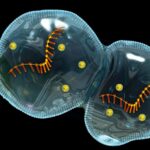 Protocellules s'auto-assemblage sur les micrométéorites indiquez les origines de la vie