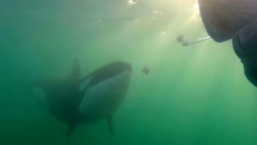 Qu'est-ce que cela signifie lorsqu'un orque veut partager son déjeuner avec vous?