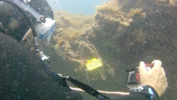 Recherche des vagues de chaleur dans l'océan: les plongeurs collectent des données de température