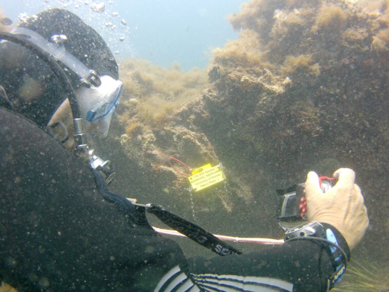 Recherche des vagues de chaleur dans l'océan: les plongeurs collectent des données de température