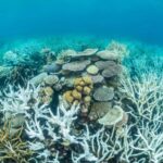 Refroidissement artificiel `` urgent '' pour un grand récif de barrière après le réchauffement de la pointe