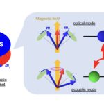 Un fractionnement semblable à un rabi provient d'interactions non linéaires entre les magnons dans un antiferromagnet synthétique