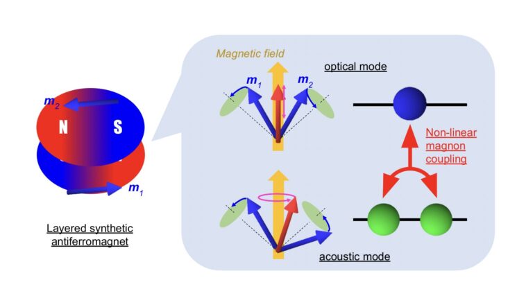 Un fractionnement semblable à un rabi provient d'interactions non linéaires entre les magnons dans un antiferromagnet synthétique