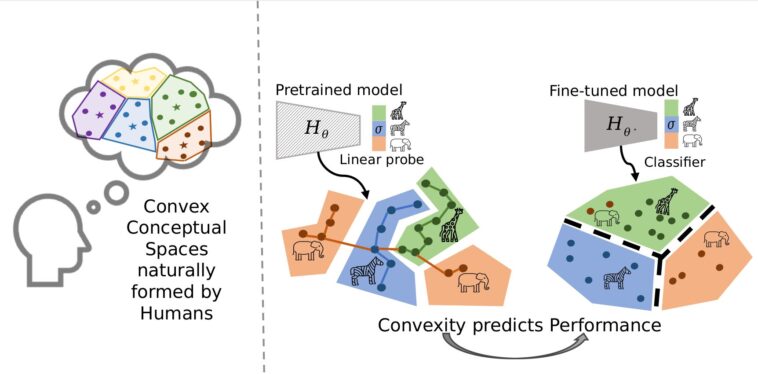 Un lien géométrique: la convexité peut combler l'intelligence humaine et machine