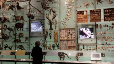A woman looking at a species exhibit at the American Museum of Natural History. (Photo by: Jeffrey Greenberg/Universal Images Group via Getty Images)