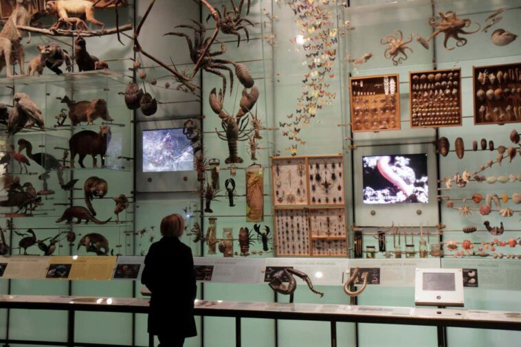 A woman looking at a species exhibit at the American Museum of Natural History. (Photo by: Jeffrey Greenberg/Universal Images Group via Getty Images)