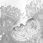 Une image en microscopie électronique de la particule multicouche de calcium et de phosphore que les os de la proie de Python devient