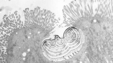 Une image en microscopie électronique de la particule multicouche de calcium et de phosphore que les os de la proie de Python devient