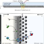Une façon plus conviviale de produire des engrais azotés
