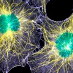 Fibroblast cells, which contribute to the formation of connective tissue but are also involved in scarring