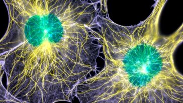 Fibroblast cells, which contribute to the formation of connective tissue but are also involved in scarring