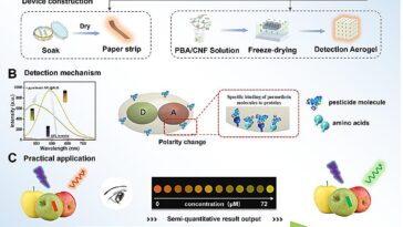 Une nouvelle sonde fluorescente permet une détection rapide et visible de résidus de pesticides nocifs