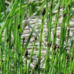 Une plante particulière pourrait nous aider à reconstruire le climat de la Terre antique