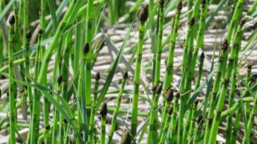 Une plante particulière pourrait nous aider à reconstruire le climat de la Terre antique