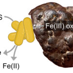 Bactéries qui 'respirer' Fer Minerals tout en détoxifiant les sulfures dépasser les réactions chimiques
