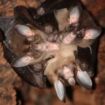 Ces chauves-souris carnivores géantes étreintes, câlins - et même partagent le dîner