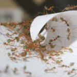 Ces fourmis sont l'une des équipes les plus efficaces du monde naturel