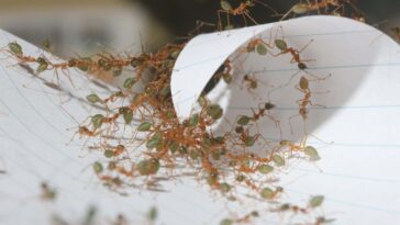 Ces fourmis sont l'une des équipes les plus efficaces du monde naturel