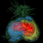 Une visualisation 3D révèle comment la plante crée des chambres séparées à l'intérieur pour différentes colonies de fourmis. Chaque chambre est représentée d'une couleur différente (bleu, rouge et jaune).