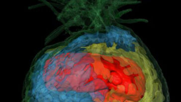 Une visualisation 3D révèle comment la plante crée des chambres séparées à l'intérieur pour différentes colonies de fourmis. Chaque chambre est représentée d'une couleur différente (bleu, rouge et jaune).